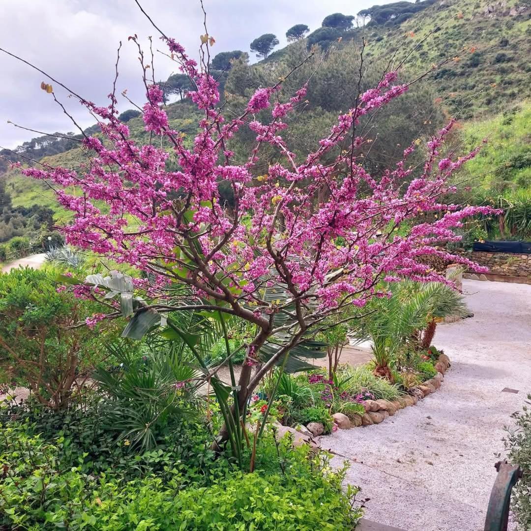 Villetta Dei Fichi D'India Rio dellʼElba Екстериор снимка